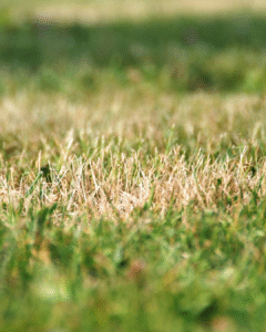 Dry brown patches in an otherwise green lawn