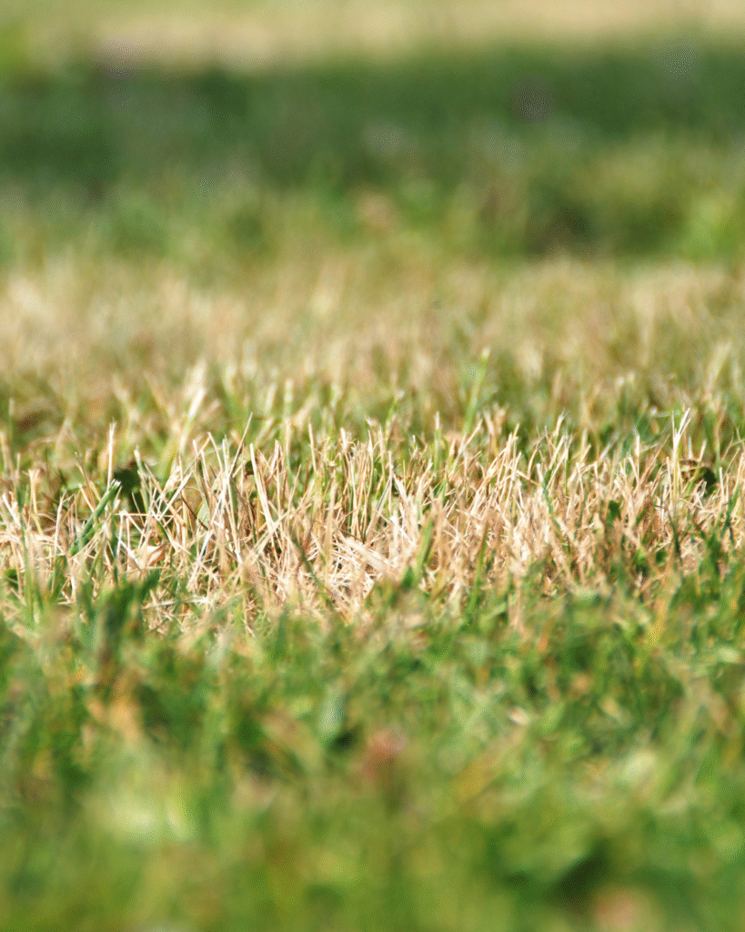 Dry brown patches in an otherwise green lawn