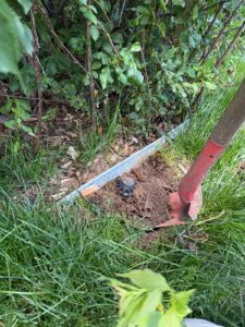 Shoveling out broken sprinkler heads to repair
