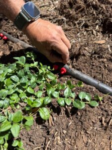 Mid-season sprinkler system inspection and irrigation efficiency check in Castle Rock