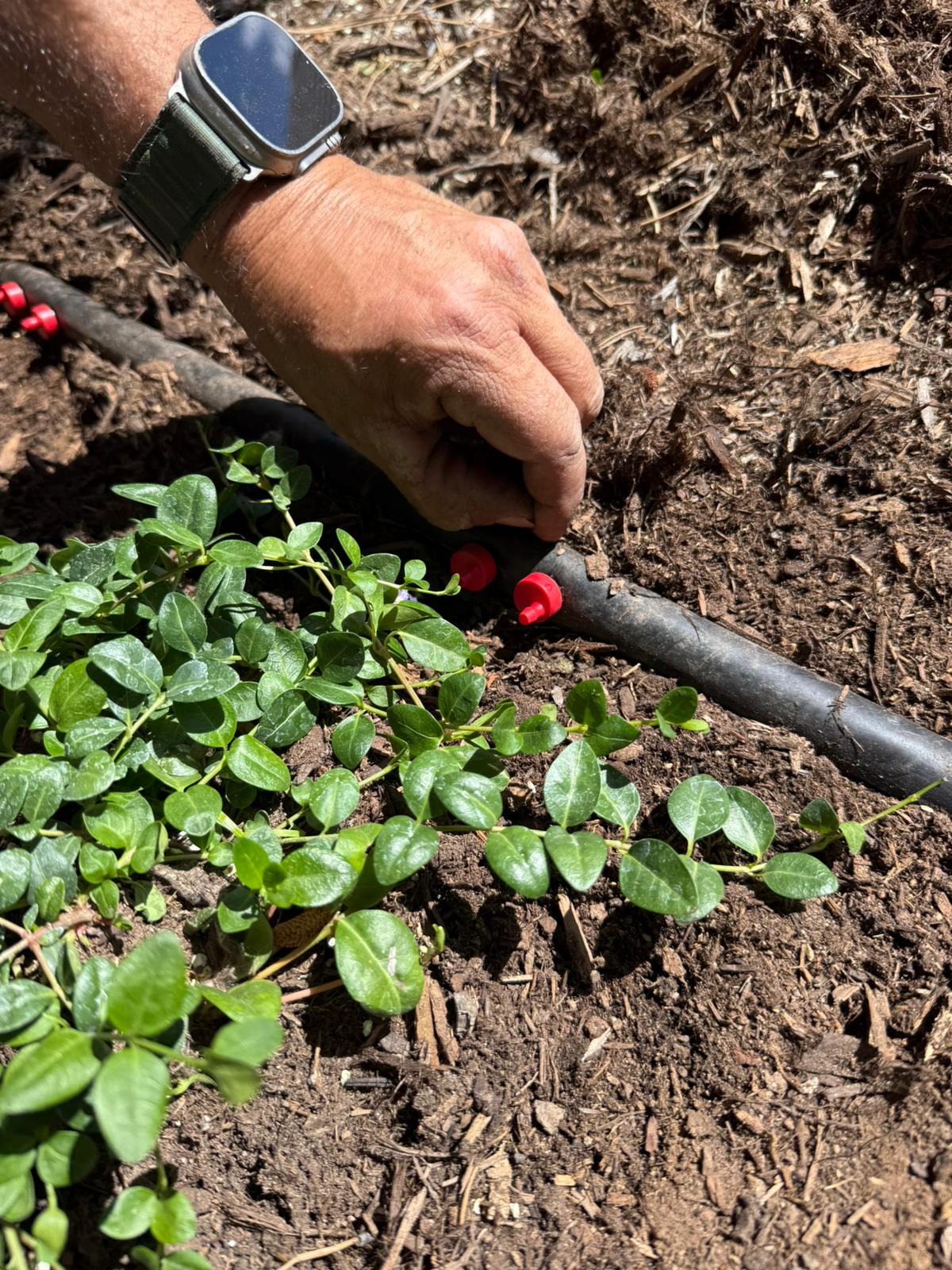 Mid-season sprinkler system inspection and irrigation efficiency check in Castle Rock